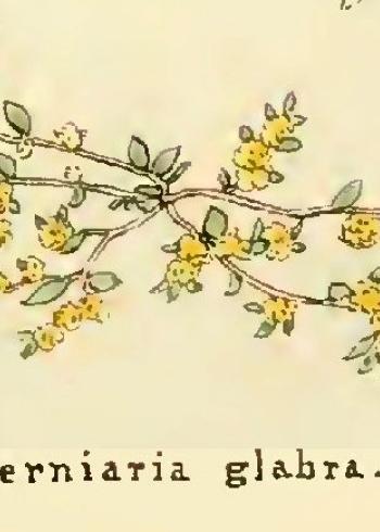Lam.VTax1961.Lam3