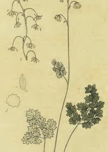 Lam.VTax198.Lam2