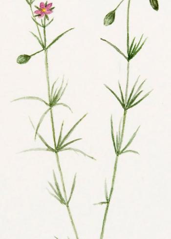 Lam.VTax1981.Lam2