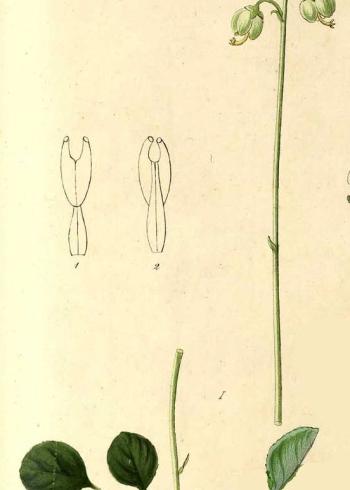 Lam.VTax2141.Lam1