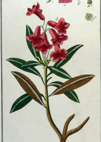 Lam.VTax2144.Lam1