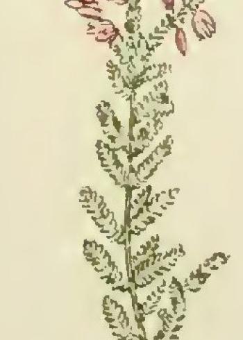 Lam.VTax2153.Lam3