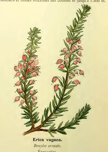 Lam.VTax2157.Lam1