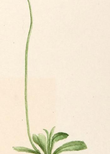 Lam.VTax2166.Lam6