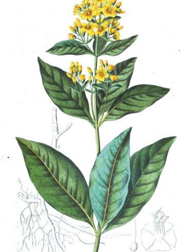 Lam.VTax2189.Lam2
