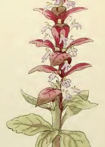 Lam.VTax2382.Lam4