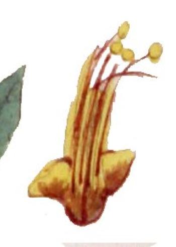 Lam.VTax2432.Lam2