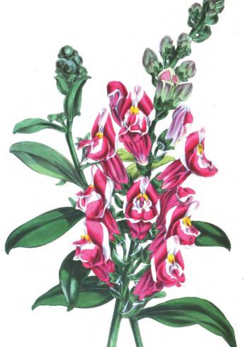Lam.VTax2602.Lam11