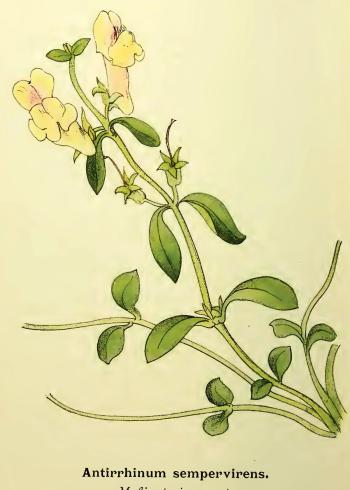 Lam.VTax2610.Lam1