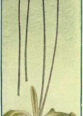 Lam.VTax2761.Lam1