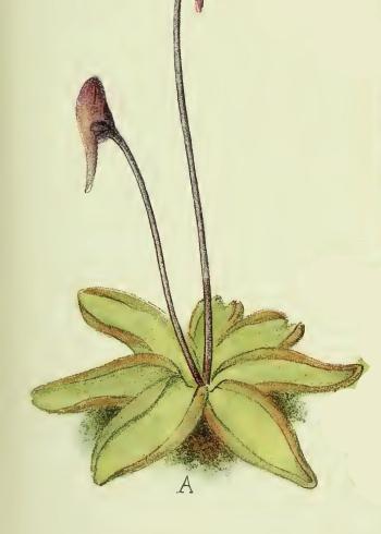 Lam.VTax2761.Lam2