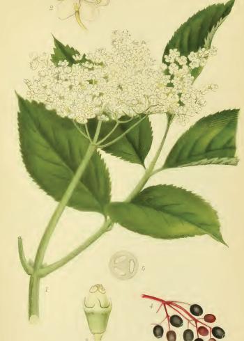 Lam.VTax2862.Lam12