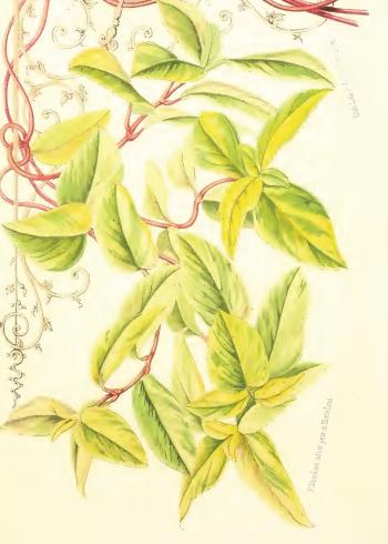 Lam.VTax2869.Lam2