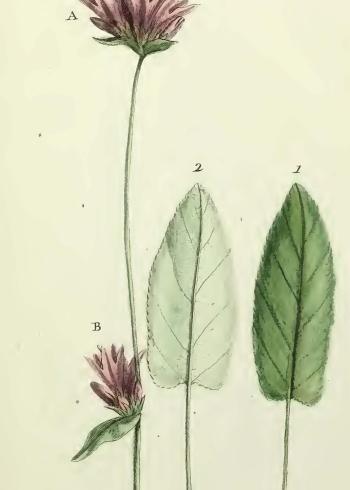 Lam.VTax2942.Lam4