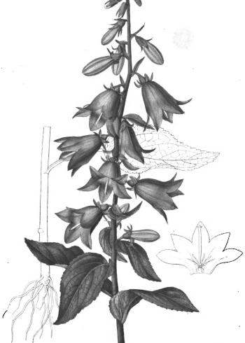 Lam.VTax2944.Lam1