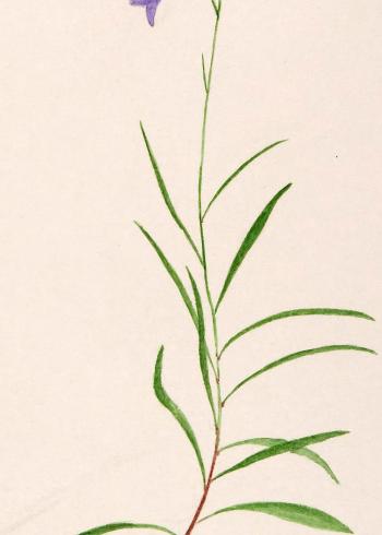 Lam.VTax2952.Lam13