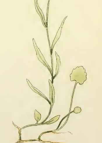 Lam.VTax2956.Lam2