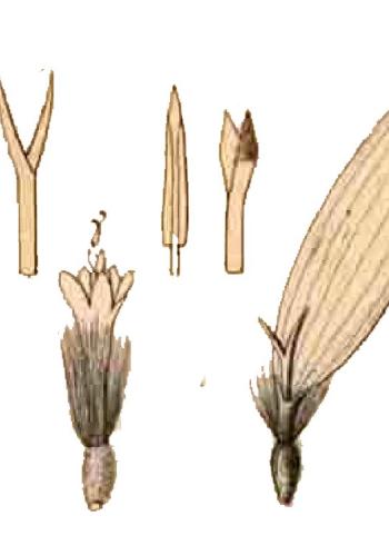 Lam.VTax2997.Lam1