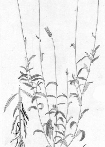 Lam.VTax3198.Lam1
