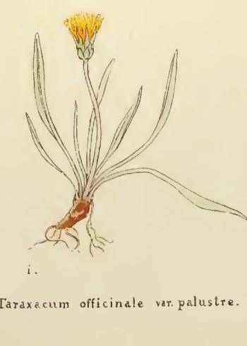 Lam.VTax3372.Lam20