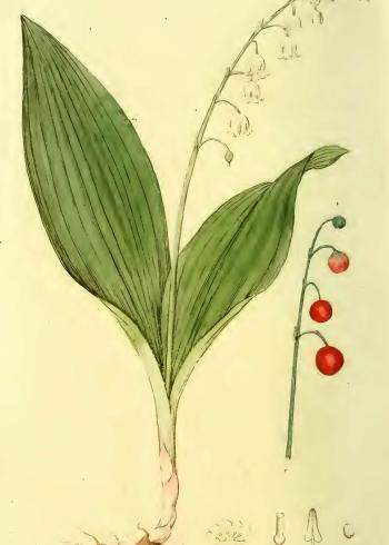 Lam.VTax3588.Lam4
