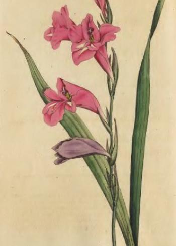 Lam.VTax3641.Lam2