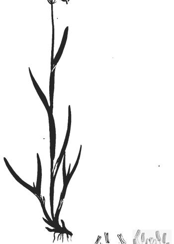 Lam.VTax3897.Lam2