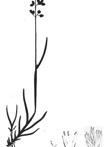 Lam.VTax3904.Lam2