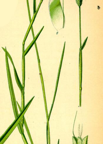 Lam.VTax4096.Lam1