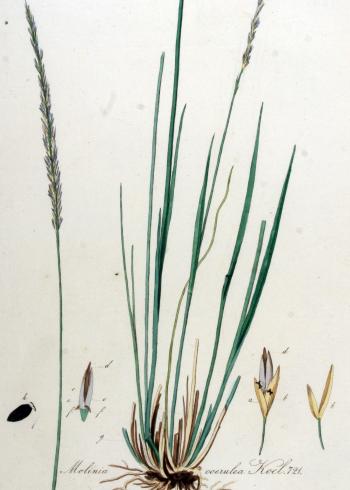 Lam.VTax4144.Lam1