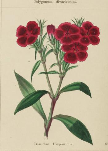 Lam.VTax4468.Lam1