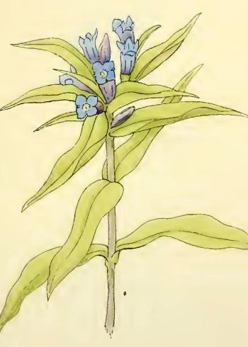Lam.VTax4515.Lam1
