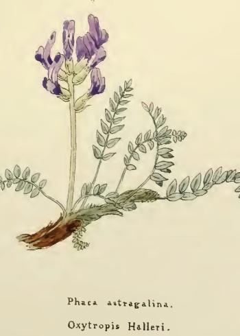 Lam.VTax4625.Lam3
