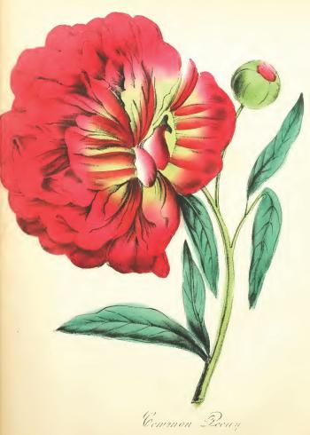 Lam.VTax4626.Lam4