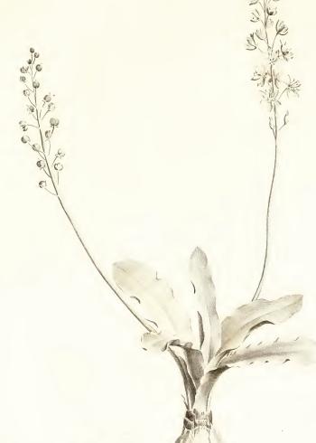 Lam.VTax4702.Lam1