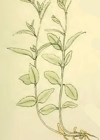 Lam.VTax913.Lam2