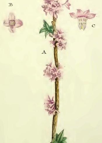 Lam.VTax928.Lam4