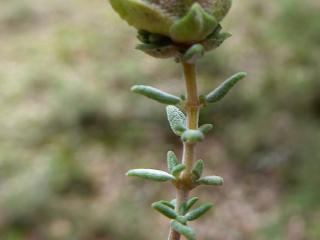 VTax2491-Org42.Img4_.JPG