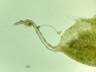 BTax578.Ex1.Img4.jpg-RefImg