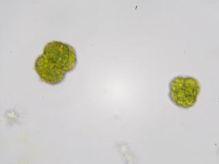 BTax761.Ex1.Img2.jpg-RefImg