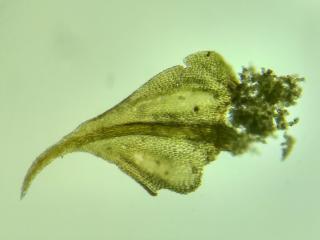 BTax776.Ex1.Img4.jpg-RefImg