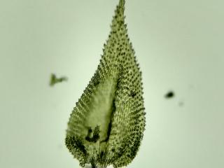 BTax776.Ex1.Img5.jpg-RefImg