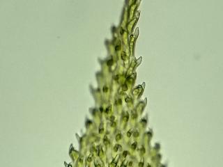 BTax776.Ex1.Img6.jpg-RefImg