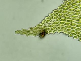 BTax776.Ex1.Img7.jpg-RefImg