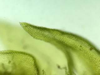 BTax777.Ex1.Img4.jpg-RefImg
