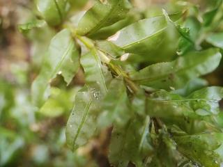 BTax518.Ex1_.Img2_.jpg