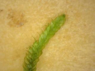 BTax356.Ex2_.Img2_.jpg