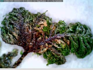 BTax385.Ex1_.Img1_.jpg