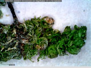 BTax385.Ex1_.Img2_.jpg