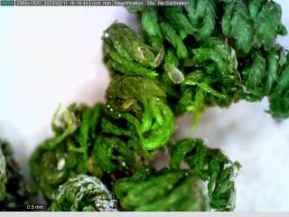 BTax385.Ex1_.Img4_.jpg